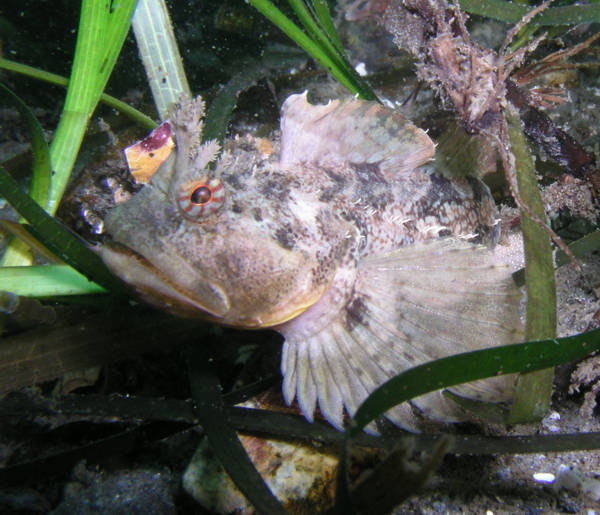 msdfish.jpg