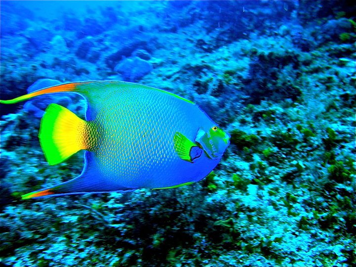 rivieramaya/angelfish23.jpg