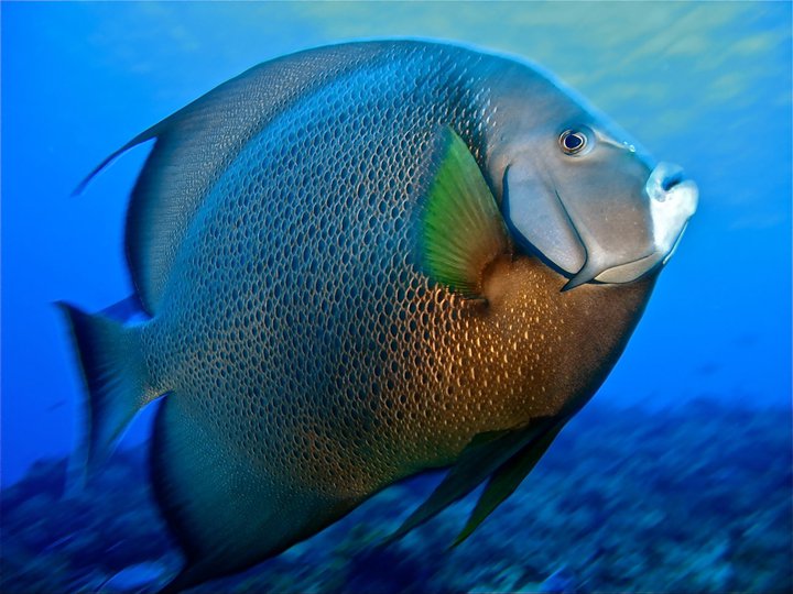 rivieramaya/angerlfish3.jpg