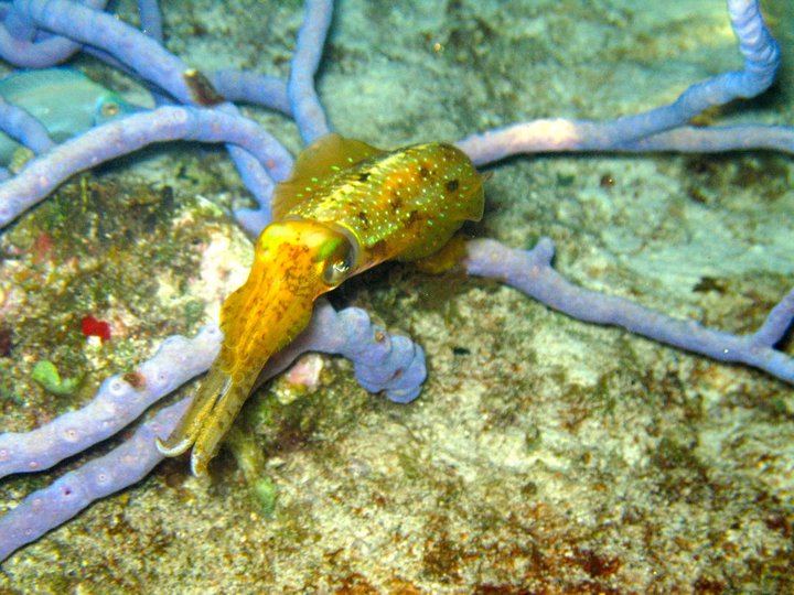 rivieramaya/cuttlefish.jpg
