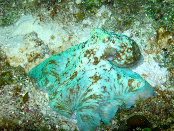rivieramaya/octo.jpg