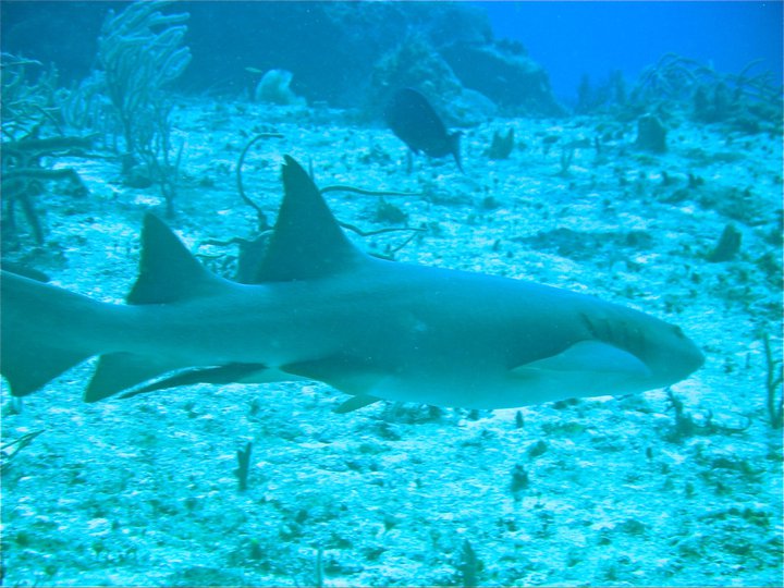 rivieramaya/shark.jpg