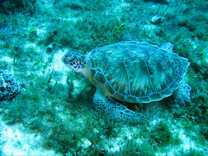 rivieramaya/turtle23.jpg