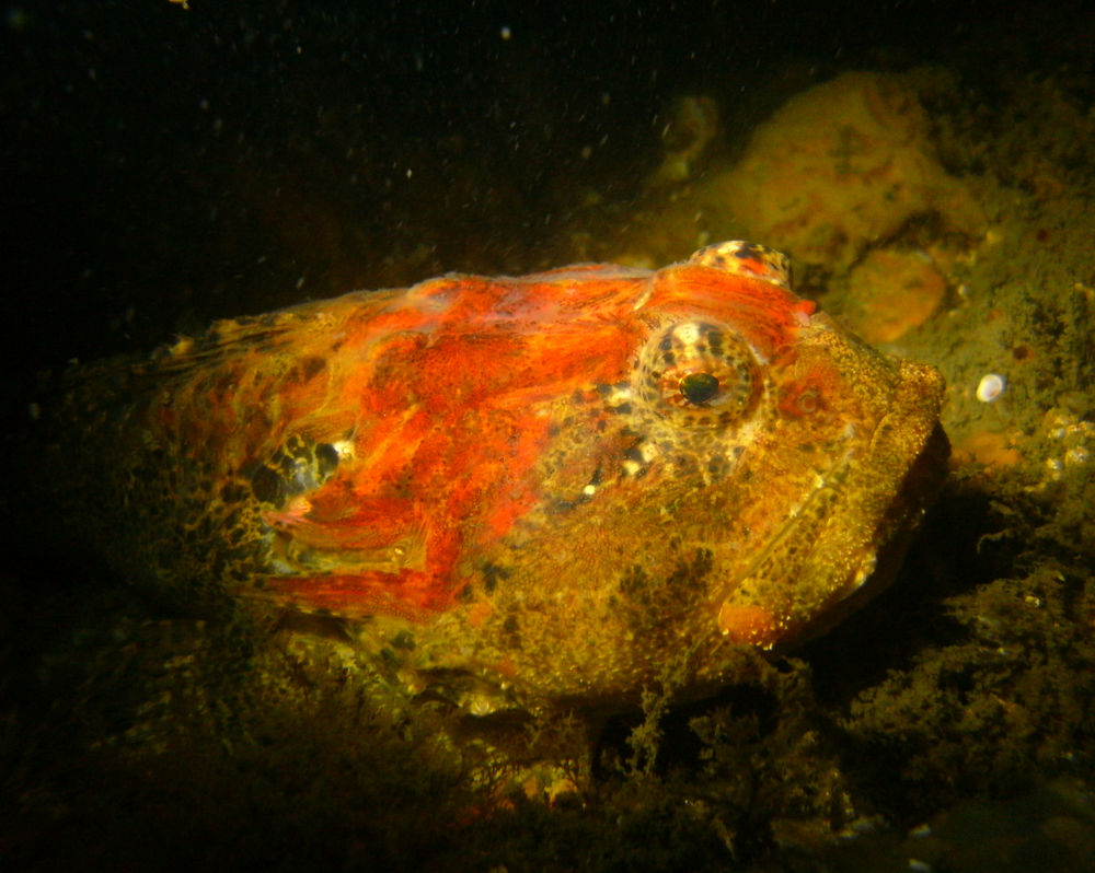sculpin.jpg